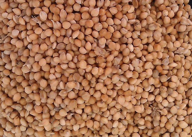 bird seed mix.jpg